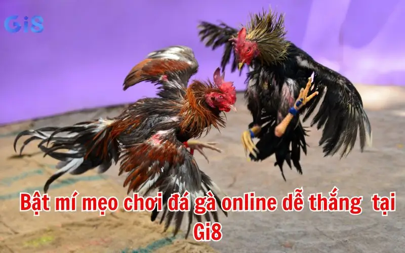 Bật mí mẹo chơi đá gà online dễ thắng nhất dành cho tân thủ