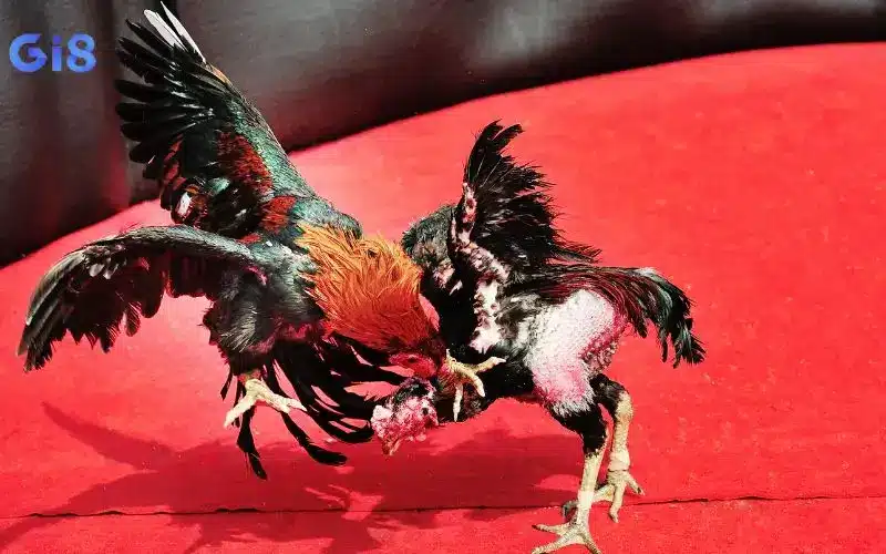 Các loại hình cá cược trong đá gà phổ biến