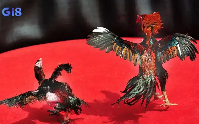 Mẹo bắt kèo đá gà cực chuẩn bet thủ nên biết