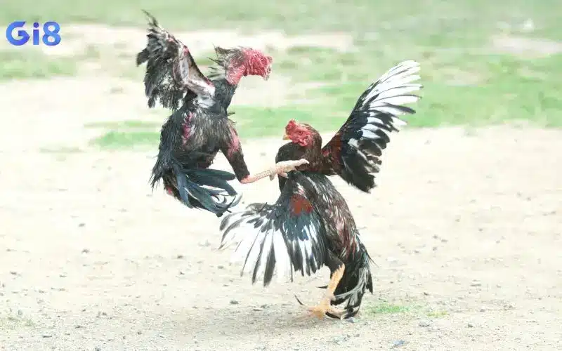 Một số lưu ý cần tránh khi tham gia đá gà